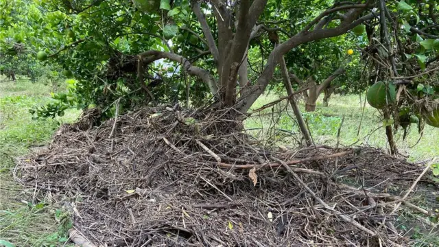 काडीकचरा शेतात वाहून आला आहे.