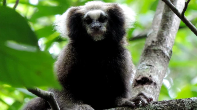 Sagui-da-serra escuro