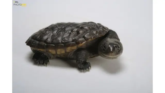 Una tortuga chelodina