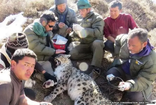 कञ्चनजङ्घा क्षेत्रमा बेहोस पारिएको हिउँचितुवाको घाँटीमा रेडियो कलर जडान गरिँदै।