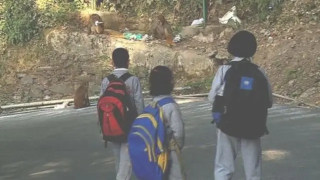 ஷிம்லாவில் கடைகள், சந்தைகள், சாலைகளில் என எங்குபார்த்தாலும் மனிதர்களின் அளவுக்கு குரங்குகளின் நடமாட்டமும் இருக்கிறது.