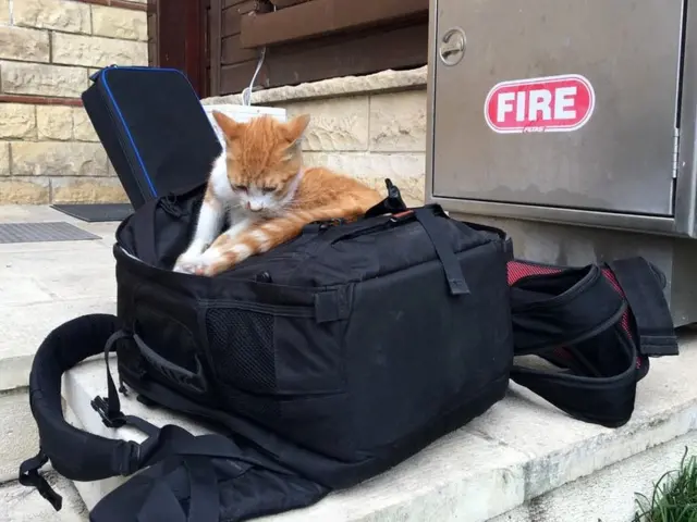 Кот у патриаршей резиденции в Стамбуле