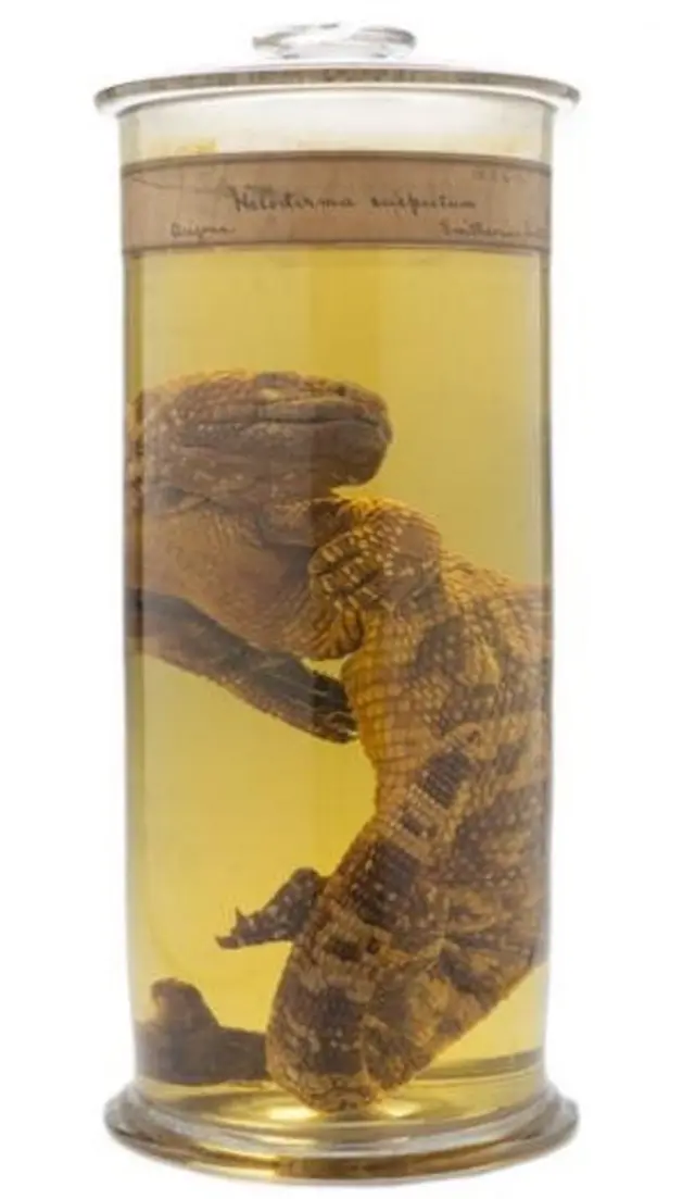 गिला मॉन्स्टर