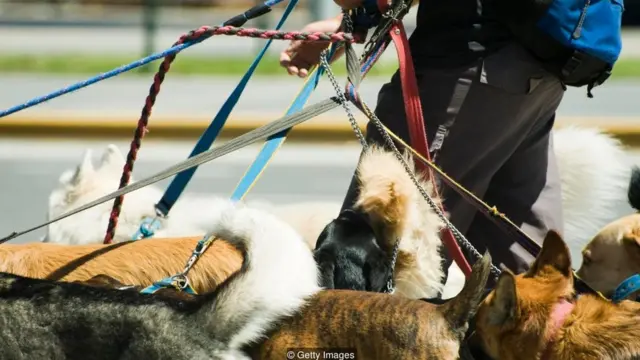 Dog boarding