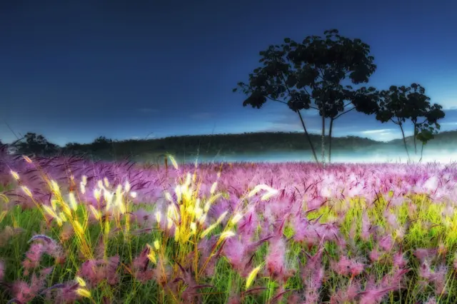 Golden Grass by Marcio Cabral