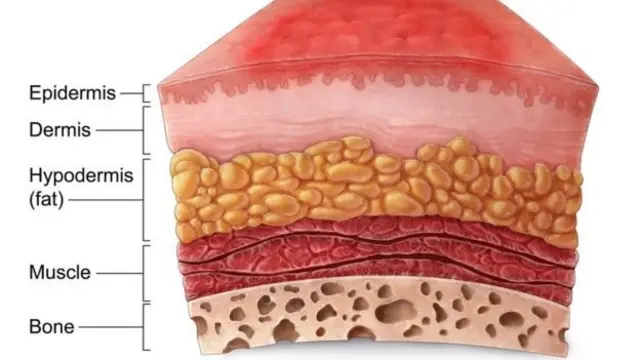 தோல் அடுக்கு