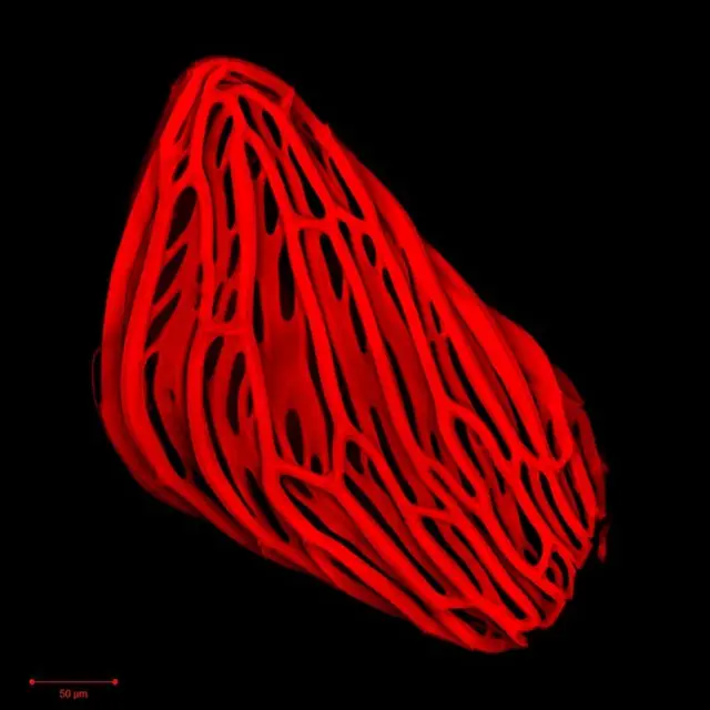 Үлкен сиськи бар жалаңаш қара әйелдер