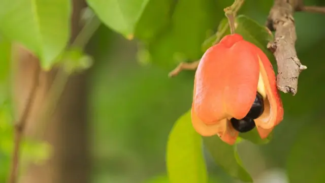 Fruta del ackee