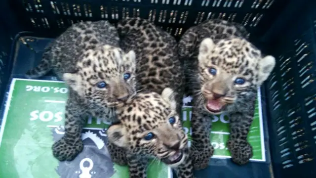 बिबट्याचे तीन बछडे