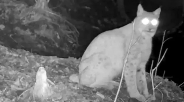 แมวป่าลิงซ์