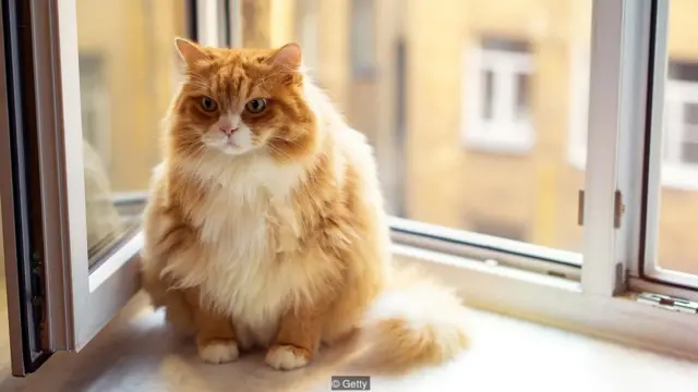 जानवरों का मोटापा