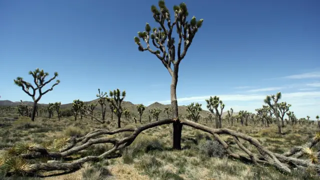 парк Джошуа-Три