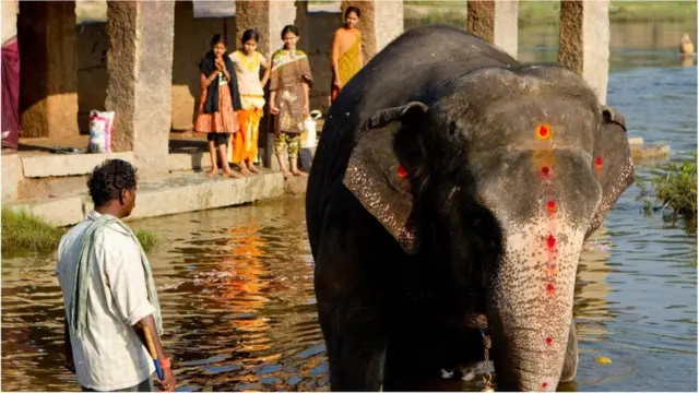 తుంగభద్రలో ఆలయ ఏనుగు లక్ష్మి స్నానం