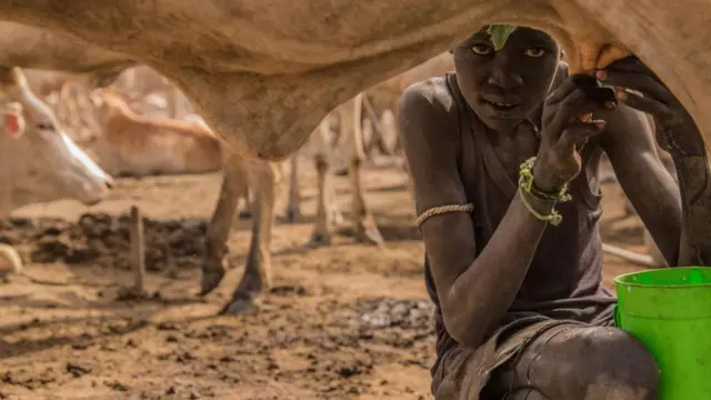 수단의 한 소년이 젖을 짜고 있다