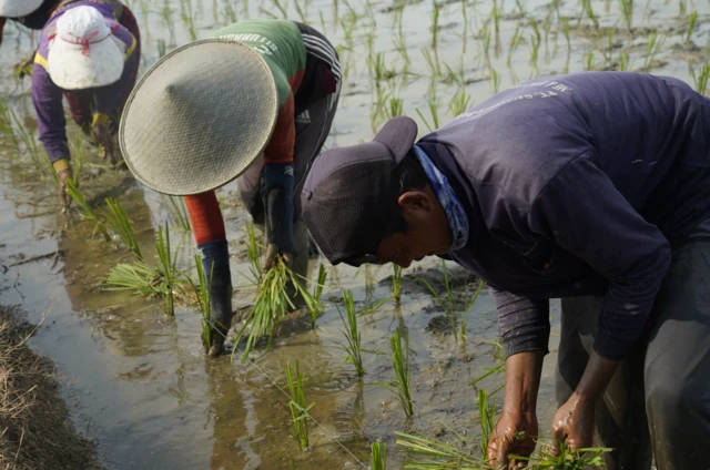 indramayu, kawasan industri, losarang