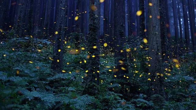 Fireflies in a forest