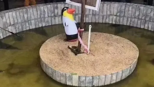 प्लास्टिकचे पेंग्विन