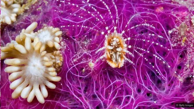 વાઇરસની પ્રતીકાત્મક તસવીર