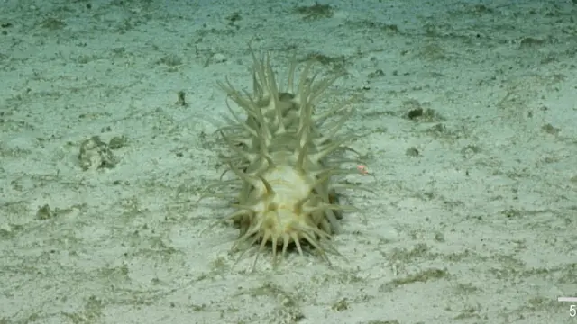 Pepino de mar: Oneirophanta sp