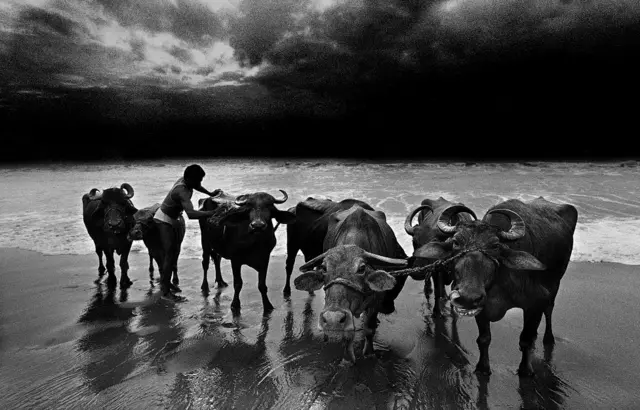 2000ஆவது ஆண்டு சென்னை மெரினா கடற்கரையில் எருமை மாடுகளை ஒருவர் குளிப்பாட்டும் காட்சி.