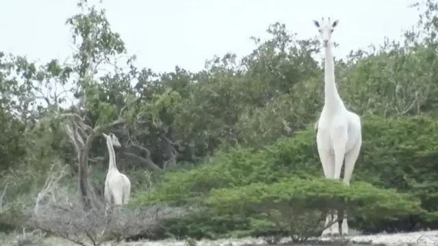 एउटा सेतो माउ र उसको बच्चा देखिएपछि त्यसको निकै चर्चा भएको थियो तर अहिले यी दुवैलाई सिकारीले मारिसकेका छन्