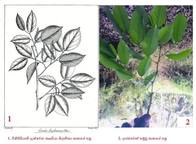 කෲඩියා සිලනිකා