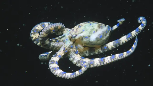 Pulpo