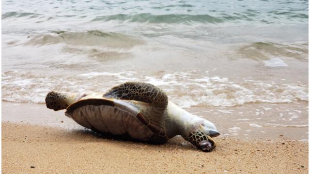 香港过去十年发现80多具海龟尸体。