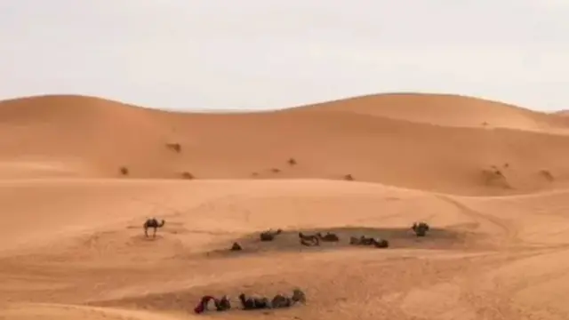 वाळवंट पार करण्याच्या नादात अनेकांचा मृत्यू होतो