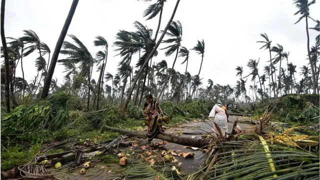 దెబ్బతిన్న కొబ్బరి తోటలు