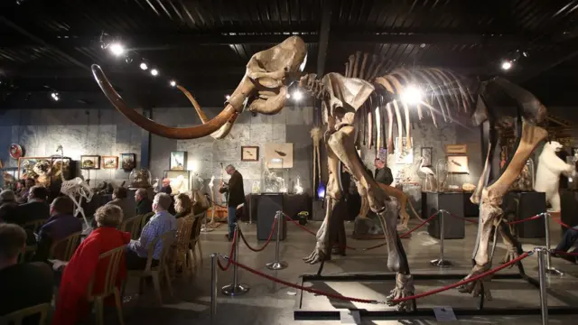 โครงกระดูกแมมมอธขนยาวเพศผู้ที่ถูกนำออกมาประมูลที่ประเทศอังกฤษ เมื่อ 3 ปีก่อน มีความสูงสามเมตรครึ่ง ยาวห้าเมตรครึ่ง และอาจมีน้ำหนักถึงหกตัน ขณะที่ยังมีชีวิต