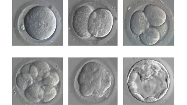 نمو جنين بشري