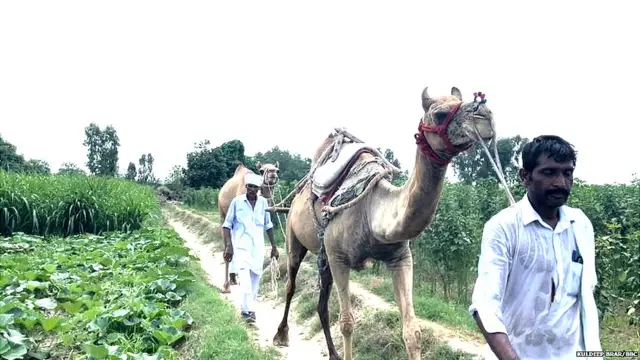 ਊਠਾਂ ਨਾਲ ਖੇਤੀ