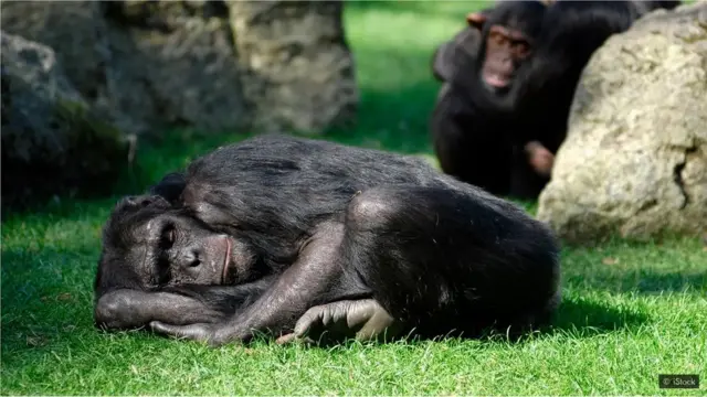 झोप, आरोग्य