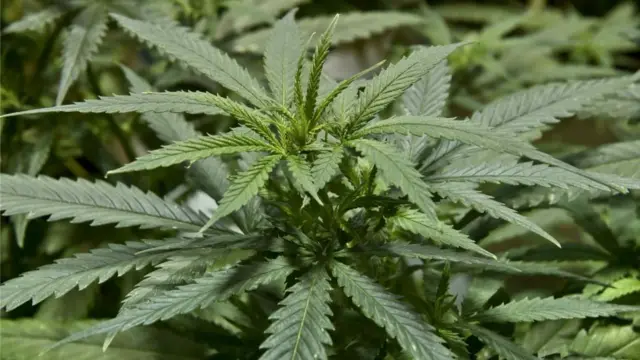 "El Chapo" presumía de vender más marihuana que cualquier persona en el mundo.