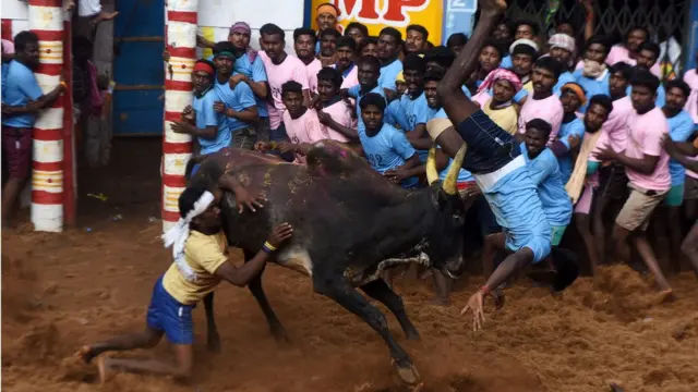 జల్లికట్టు పోటీలో ఓ దృశ్యం