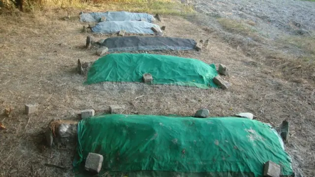 آرون عسکری می‌گوید این قبر عموها و اقوام دیگرش است که در حیاط خانه‌شان دفن شده‌اند