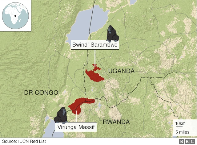 మౌంటెయిన్ గొరిల్లాలు ఉండే ప్రాంతం