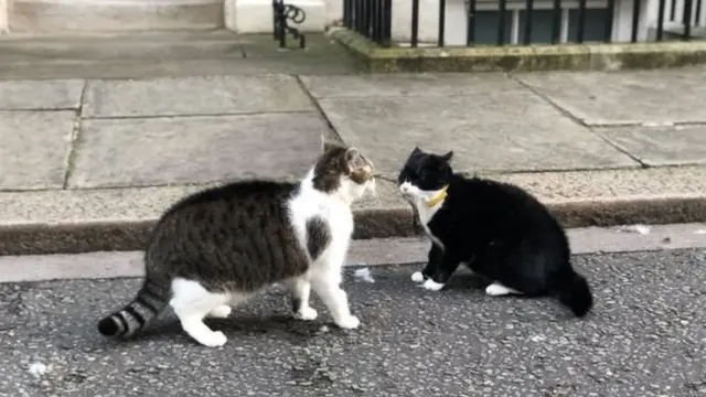 Коти