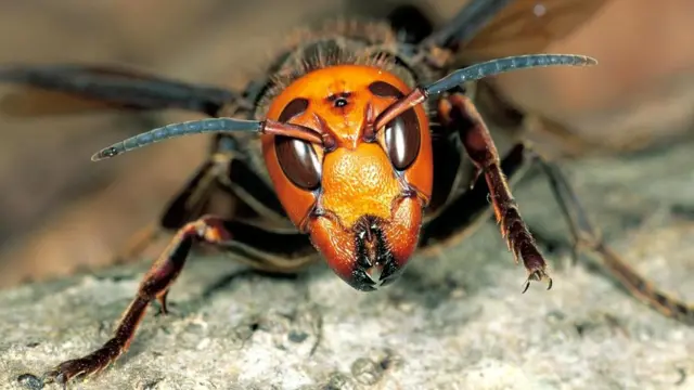 Японский гигантский шершень (Vespa mandarinia japonica)
