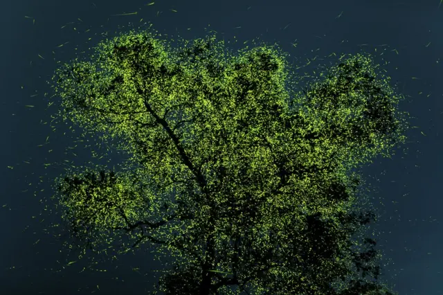 A tree in India covered with glowing fireflies