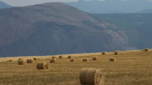 Поле в Зангеланском районе Азербайджане