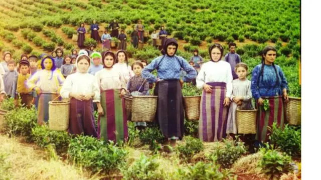 ग्रीसमधून आलेली हे लोक जॉर्जियातील चहाच्या मळ्यात काम करत आहेत. पण सध्या ग्रीसमधून इथं कुणिही येत नाही.