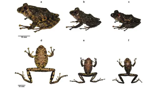 Gambar kodok Pristimantis ledzeppelin