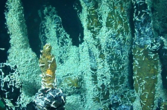 รอยแยกของแผ่นเปลือกโลกก้นมหาสมุทร เป็นที่อาศัยของจุลชีพที่มีบทบาทเกื้อหนุนระบบนิเวศใต้ทะเล