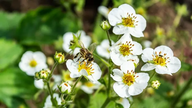 Abeja en una flor de un almendro