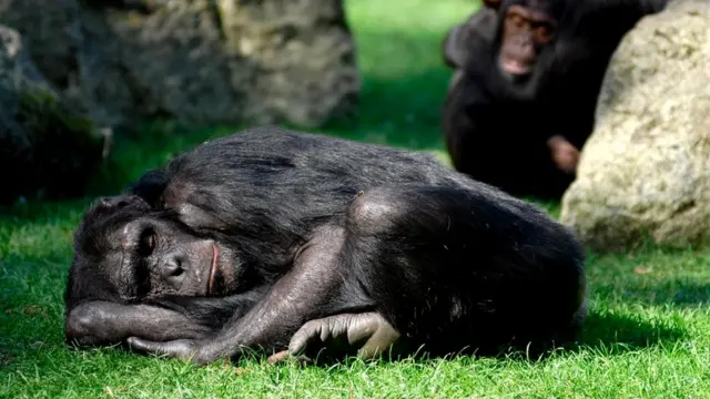 Как и люди, шимпанзе спят один раз в сутки, но долго
