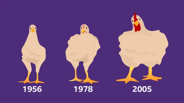 Ilustração comparando o crescimento7games baixar baixar o aplicativofrangos7games baixar baixar o aplicativocorte7games baixar baixar o aplicativo1956, 1978 e 2005