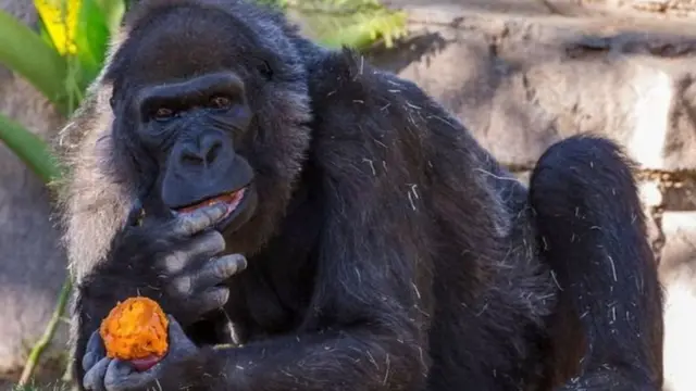 පරම්පරා පහක පවුලේ මූලිකයා