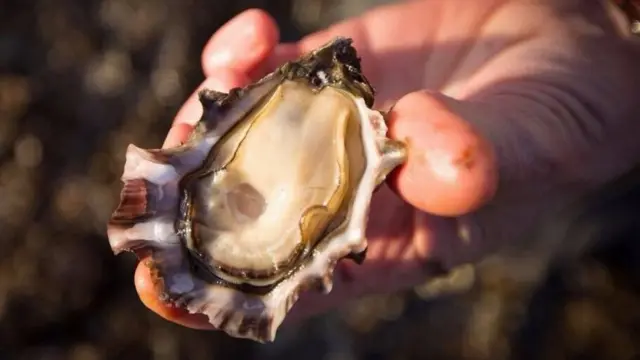 Не лише сало - як українські устриці стали доступним делікатесом